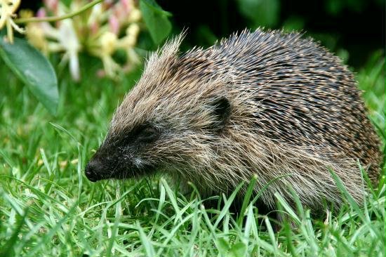 Hedgehog <i>Erinaceus europaeus</i>